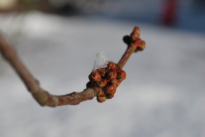 Acer saccharinum 'Wieri' - javor stříbrný 'Wieri' - zimní pupeny (2)